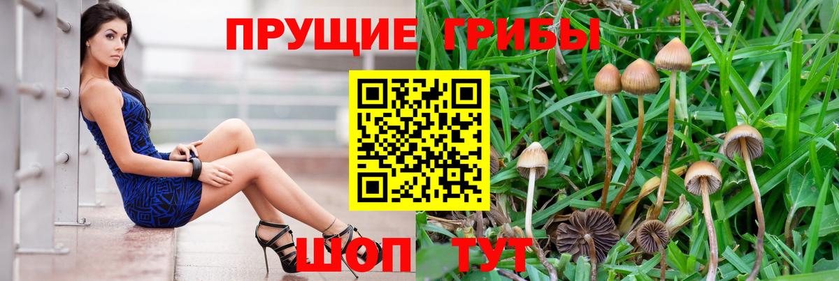 Псилоцибиновые грибы прущие грибы Кушва